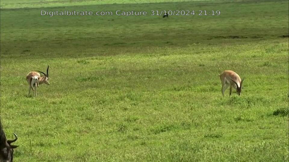 Capture Image PLUTO TV ANIMAUX 854x480@30 PLUTO TV ANIMAUX